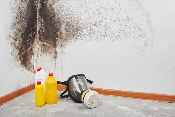 Best Residential Mold Remediation in North Pearsall, TX