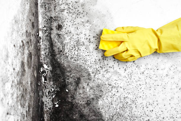 Best Post-Flood Mold Remediation in North Pearsall, TX