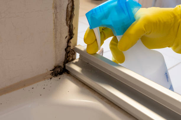 Best Mold Remediation for Specific Building Types in North Pearsall, TX