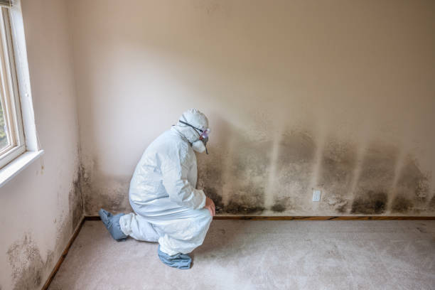 North Pearsall, TX Mold Remediation Company
