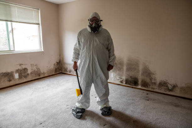 Best Health and Safety Mold Remediation in North Pearsall, TX